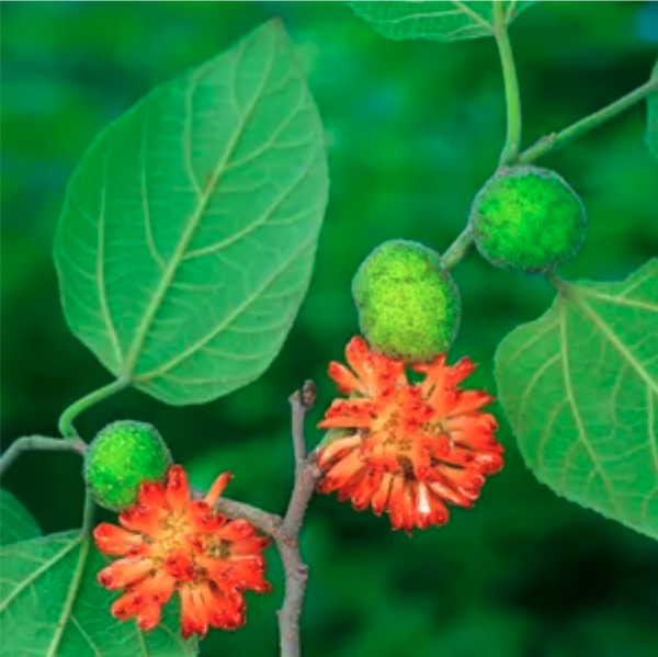 Tapa Cloth Tree