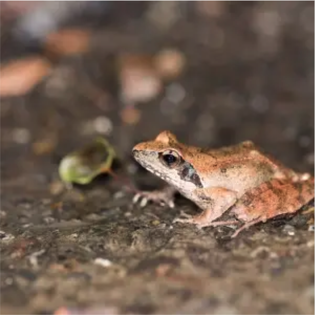 Rana Longicrus