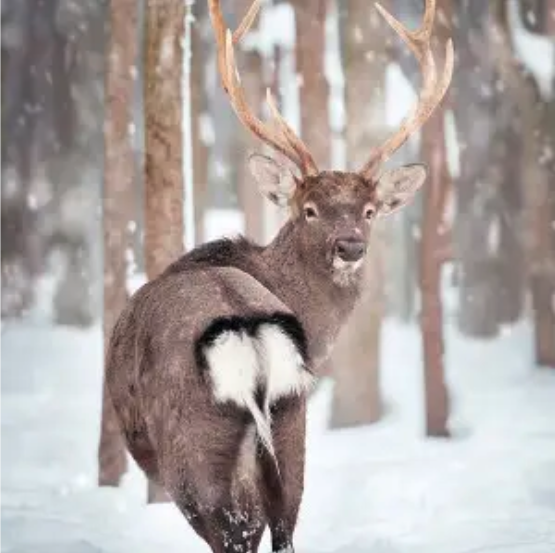 Sika Deer